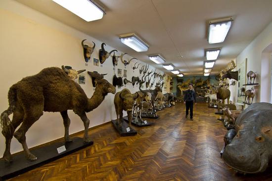 Музей Природы